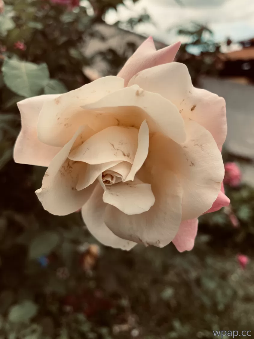 自然风光 · 3024×4032